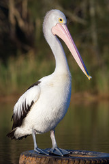 Australian pelican (Pelecanus conspicillatus) on tyre in a lake. Cudgen Lake, NSW, Australia.