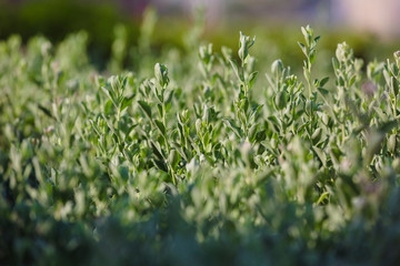 Abstract Nature Background of a Garden Hedge.