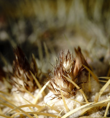 Echinocactus grusonii