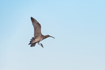 Obraz premium チュウシャクシギ飛翔(Whimbrel)