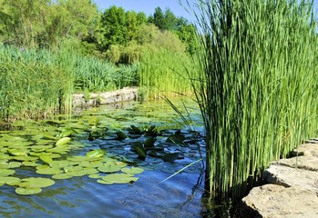Beautiful woodland green leaves season blooming  blue water