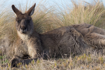 Eastern grey kangaroo (Macropus giganteus) laying in grassland. Maria Island, Tasmania, Australia.