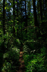 Obraz premium Path through woods