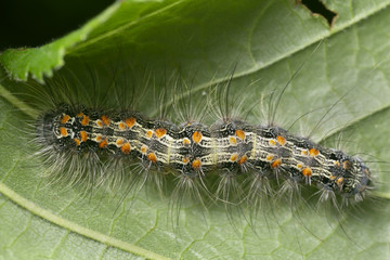 Four-spotted footman, Lithosia quadra larva on hazel leaf