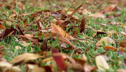 An autumn leaf in green grass