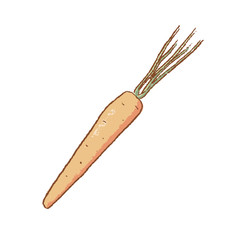 Fresh Carrot with green stems isolated icon. Spring. Rareripes. hastings from farm market, Vector illustration. hand-drawn