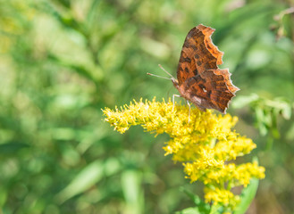 butterfly on flower