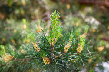 Blossoms a pine branch with green needles in the Siberian coniferous forest. Close-up photo. - 349436157