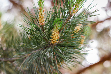 Blossoms a pine branch with green needles in the Siberian coniferous forest. Close-up photo. - 349436158