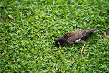 Dead myna bird at garden.