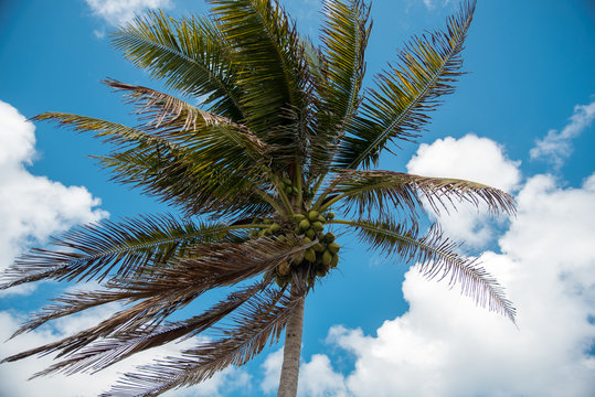 Palm tree with blue sky and white clouds background