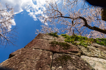 石垣と桜