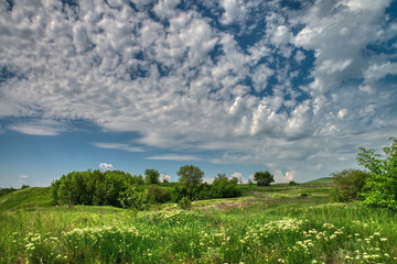 Obraz premium Blooming green meadow under a blue sky with clouds