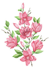 Illustration of pink magnolia