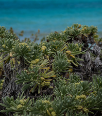 Green tropical vegetation of Tulum