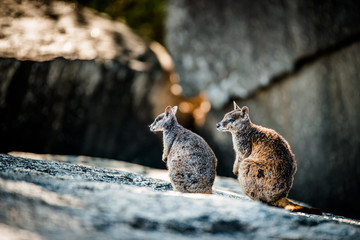 ロックワラビー - Rock wallaby in Cairns, QLD, Australia