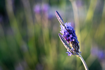 lavandula