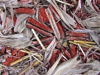 Maiz  desgranado en la tierra. Vida de campo. alimentos y vegetales