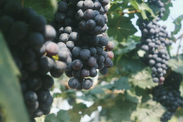 Fototapeta premium bunch of grapes