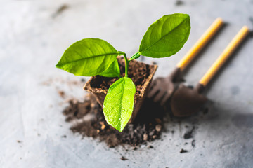 Green young seedling in a pot and gardening tools. Planting plant seeds and sapling in fertile soil in spring
