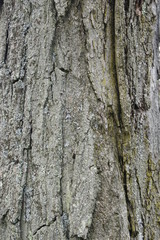tree bark texture