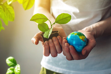 Hands hold a green sprout of a tree sapling in one hand and a globe of earth in the other. Concept...