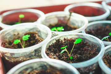 Young green plants in plastic cups. Growing plants. Spring planting. A house and a garden.