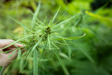 Cannabis at the beginning of flowering. Legal Marijuana cultivation in the home. Young cannabis plant. Medicinal indica with CBD. Green background of leaves.