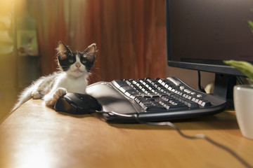 baby cat on desktop looking curiously and playing with electronic mouse and computer
