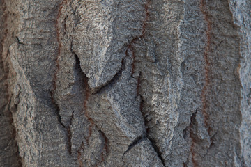 
Old dirt wooden texture close up photo.
