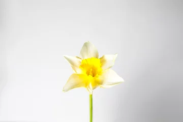 Fotobehang Yellow daffodil on a white background. © Ольга Симонова
