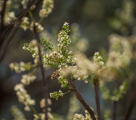 Vegetation Close up Portrait of a garden