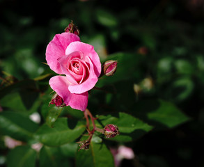Pink rose