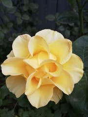 yellow rose in the garden