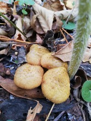 mushrooms in the forest