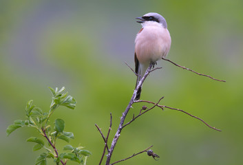 Red-backed shrike on the branch of wild rose