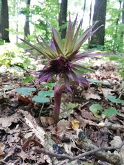 flower in the forest