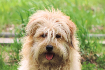 shaggy dog light curly hair