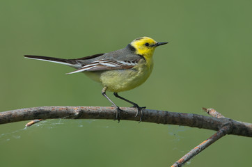 Citrine Wagtail stands on a branch on a green background