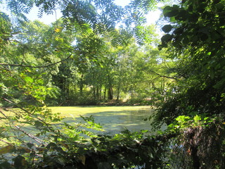 Fototapeta premium river in the forest