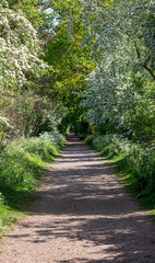 A Country Lane in Summer