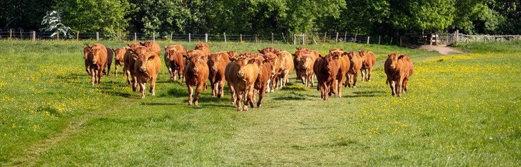 Cattle in a grazing Meadow in summer