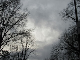 Obraz na płótnie Canvas trees against the sky