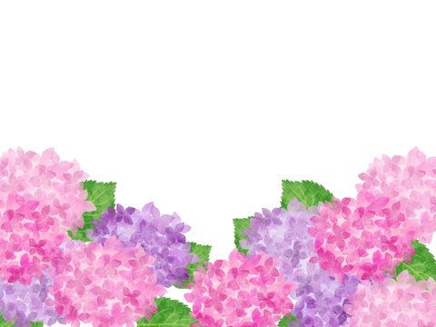 紫陽花images Browse 74 259 Stock Photos Vectors And Video Adobe Stock