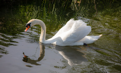 Naklejka premium A Beautiful White Swan Swimming in the river