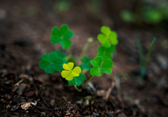 green sprout growing in soil
