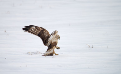 rough-legged buzzard caught a mouse in winter