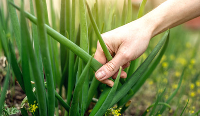 A hand of the gardener plucks a ripe green onion from the garden plot. The concept of gardening and collecting the first spring crop of environmentally friendly plants