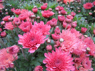 Flowers of red chrysanthemum. Buds with many petals. Green stems and leaves.