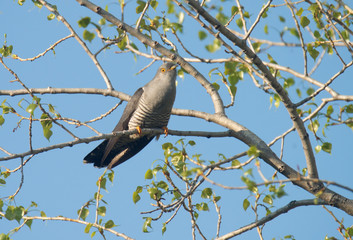 A cuckoo sits on a tree in spring
